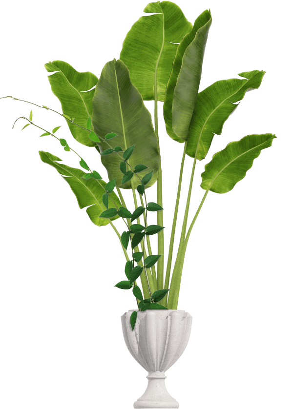 Plant